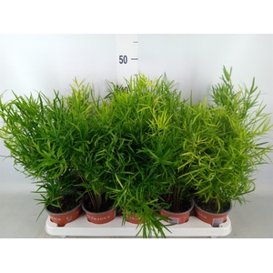 Asparagus falcatus