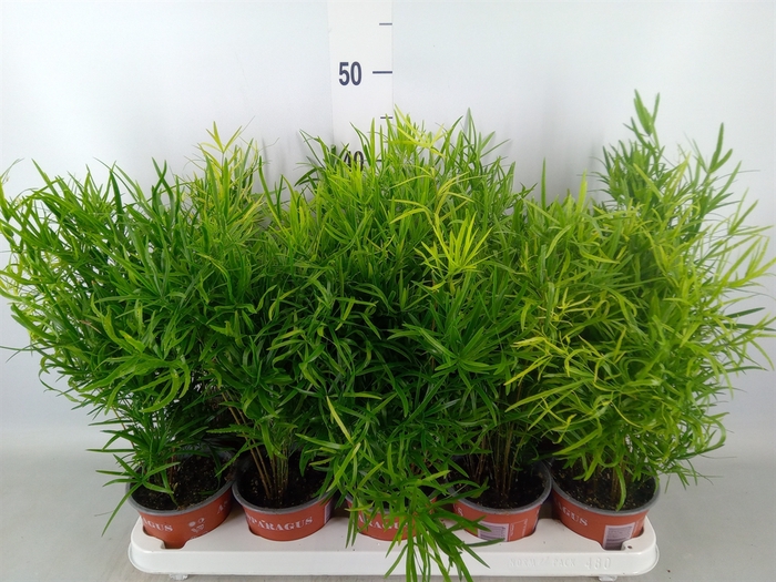 <h4>Asparagus falcatus</h4>