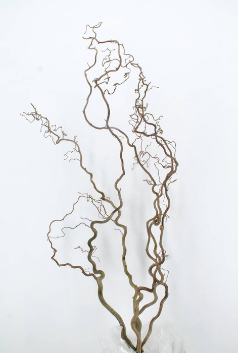 <h4>CORYLUS AV CONTORTA 2 JARIG</h4>