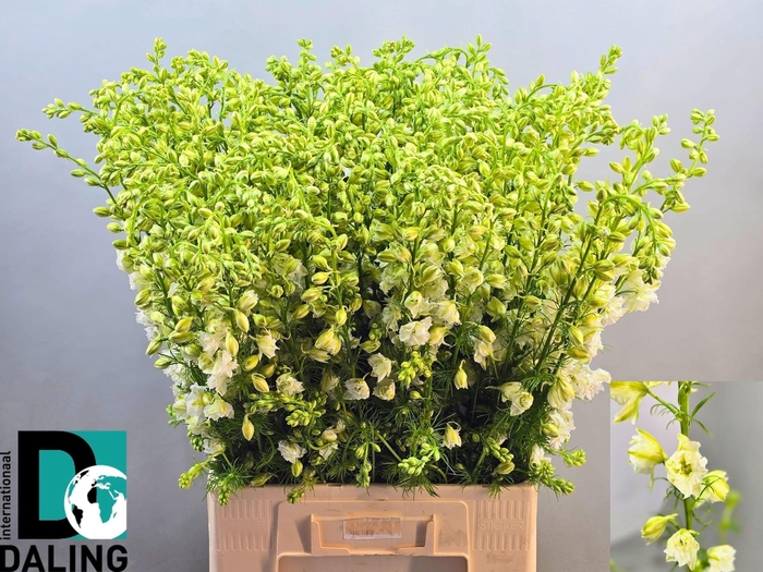 <h4>CONS R Q WHITE</h4>