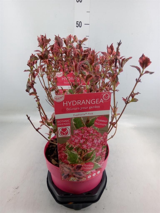 <h4>Hydrangea serrata</h4>