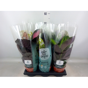 Calathea   ...mix