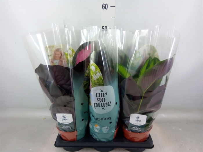 <h4>Calathea   ...mix</h4>