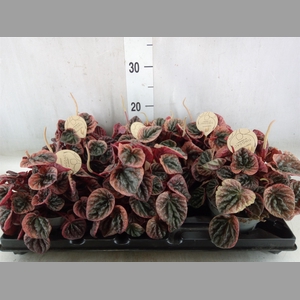 Peperomia