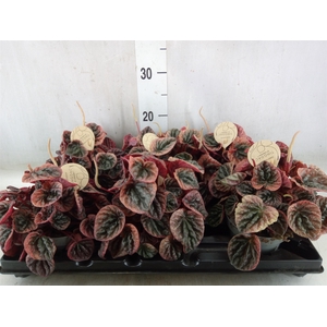 Peperomia
