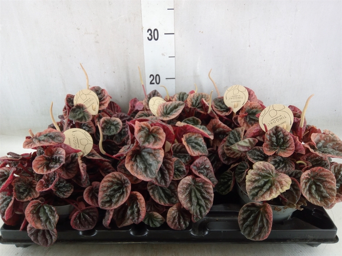 <h4>Peperomia</h4>