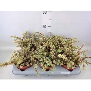 Portulacaria afra 'Variegata'