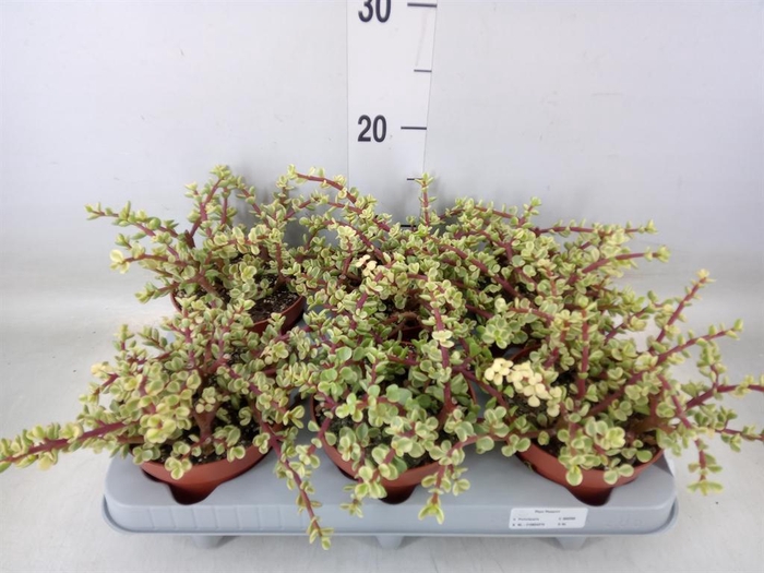 <h4>Portulacaria afra 'Variegata'</h4>