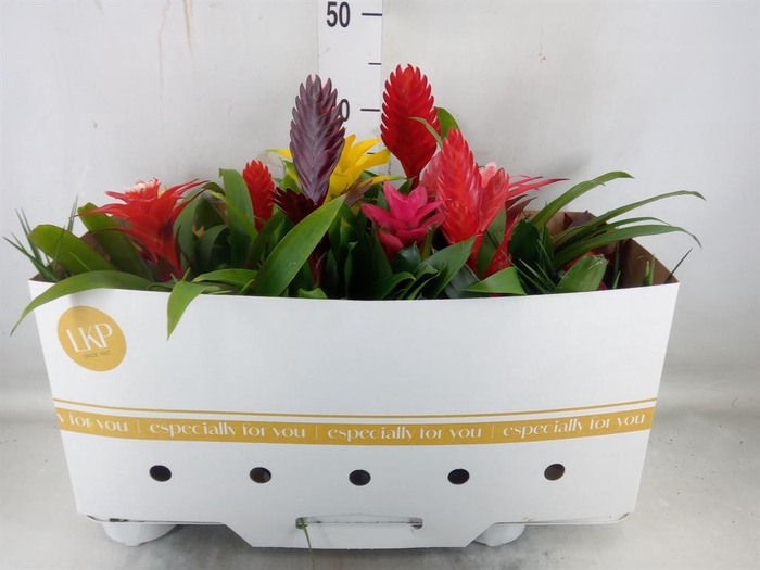 <h4>Bromelia   ...mix</h4>
