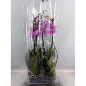 Phalaenopsis   ...rose