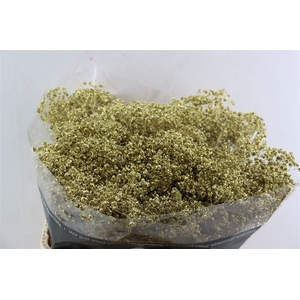 Gyps Grof. Mtlc Gold