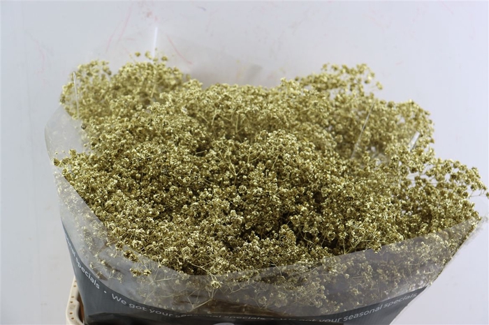 <h4>Gyps Grof. Mtlc Gold</h4>