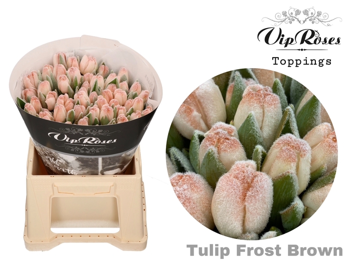 <h4>Tu En Vip Frost Brown</h4>