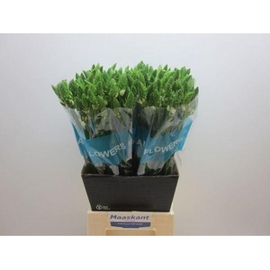 Ornithogalum thyrs.   ...