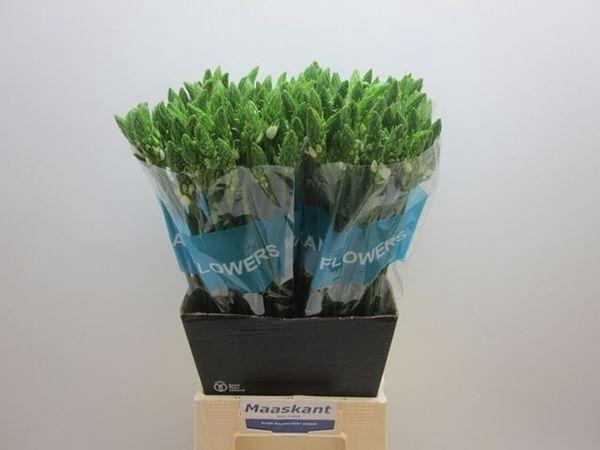 <h4>Ornithogalum thyrs.   ...</h4>