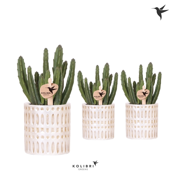 <h4>Kolibri Greens Stapelia Leendertziae in Mozaiek pot</h4>