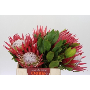 Protea Cynaroides Madiba