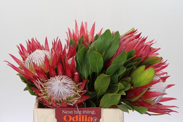 <h4>Protea Cynaroides Madiba</h4>