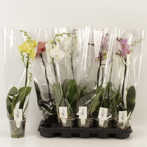 PHAL GEM