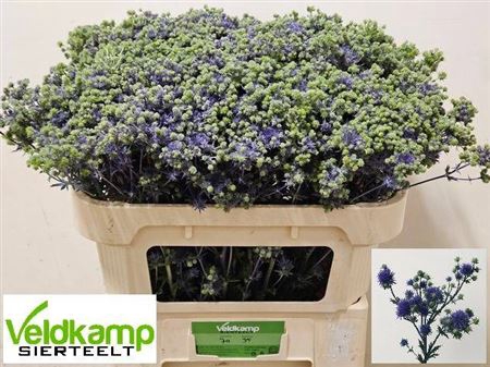 <h4>Eryng Pl Mag Purple St</h4>