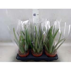 Aloe vera