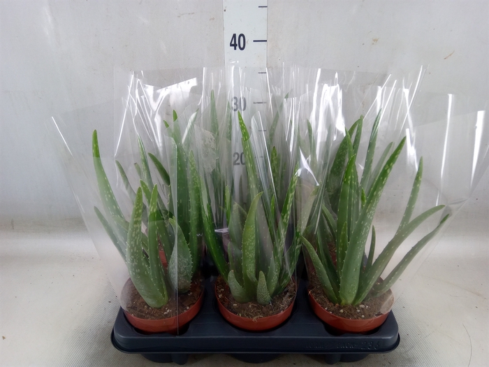 <h4>Aloe vera</h4>