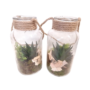 709 RP Fles10/20 Terrarium Succulentmix