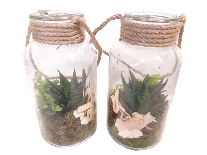 <h4>709 RP Fles10/20 Terrarium Succulentmix</h4>