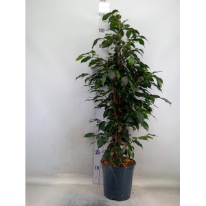 Ficus benja. 'Danielle'