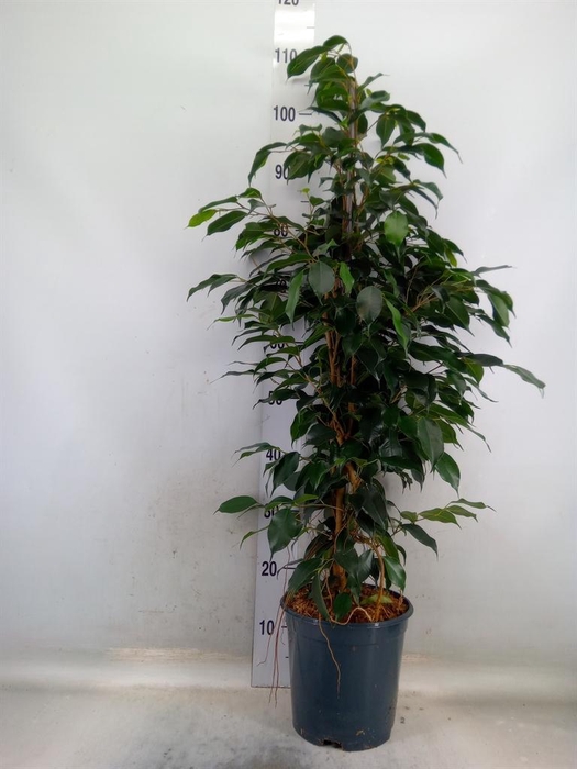 <h4>Ficus benja. 'Danielle'</h4>