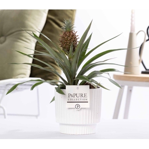 Ananas Rosita in P&PURE Ivy ceramics shiny white