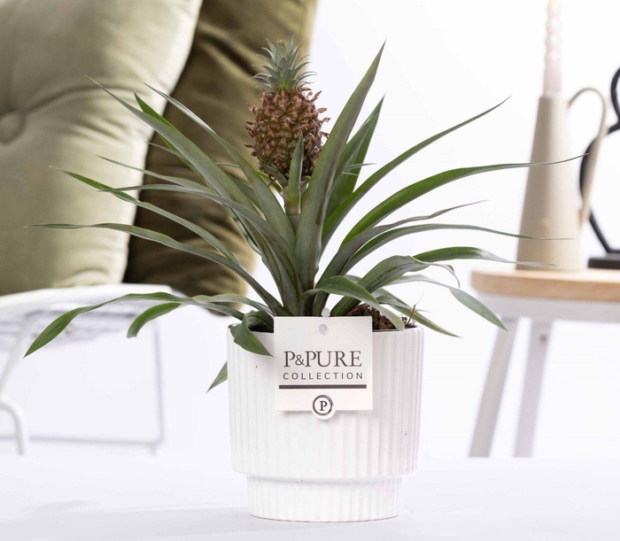 <h4>Ananas Rosita in P&PURE Ivy ceramics shiny white</h4>