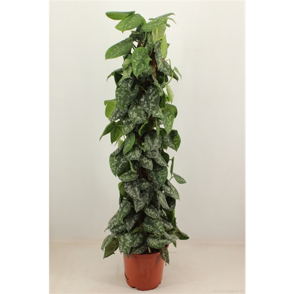 <h4>scindapsus trebie 120 cm mosstok</h4>