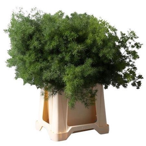 Asparagus Umbellatus