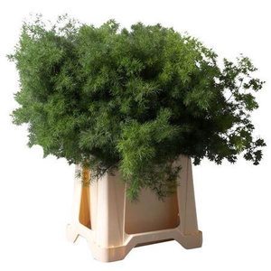 Asparagus Umbellatus