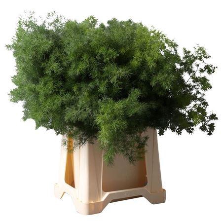 <h4>ASPARAGUS UMBELLATUS</h4>