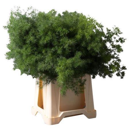 <h4>Asparagus Umbellatus</h4>