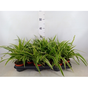 Chlorophytum com. 'Ocean'