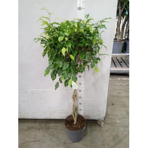 Ficus benja. 'Exotica'