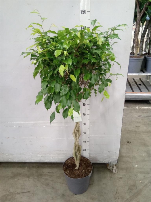 <h4>Ficus benja. 'Exotica'</h4>