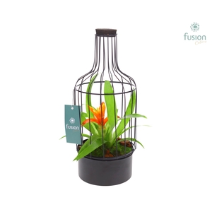 Fles metaal zwart Small met Bromelia