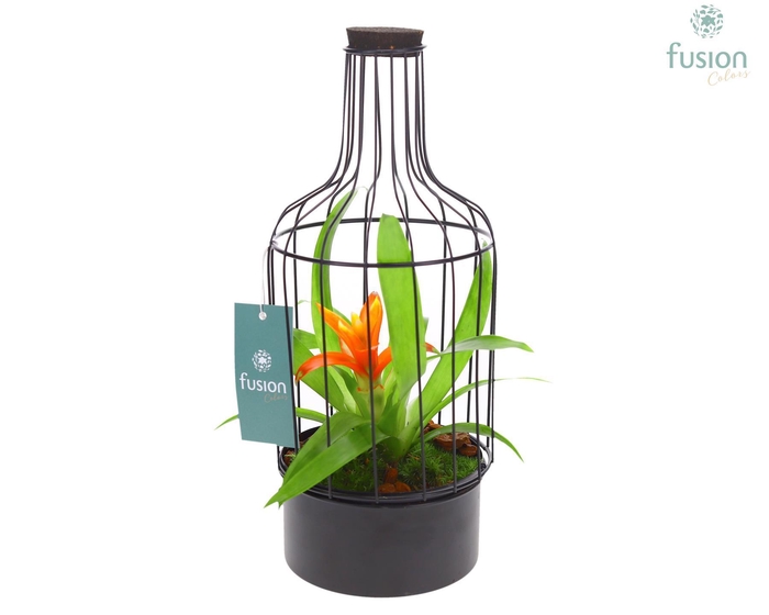 <h4>Fles metaal zwart Small met Bromelia</h4>