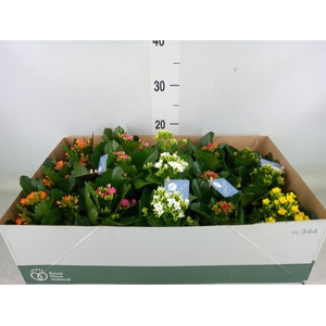 Kalanchoe blos.   ..EN mix