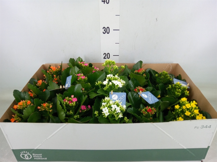 <h4>Kalanchoe blos.   ..EN mix</h4>