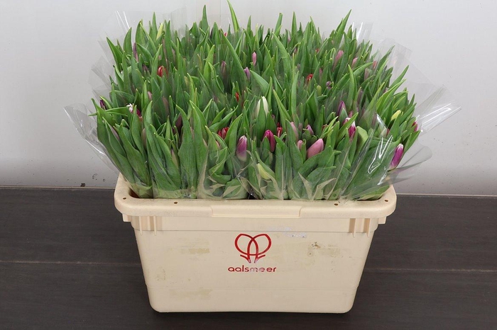 <h4>Tulipa si rainbow (mixbunch)</h4>