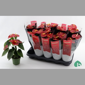 ANTHU AN ROYAL CHAMP