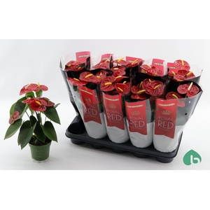 ANTHU AN ROYAL CHAMP