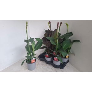 CANNA CANNOVA GEM