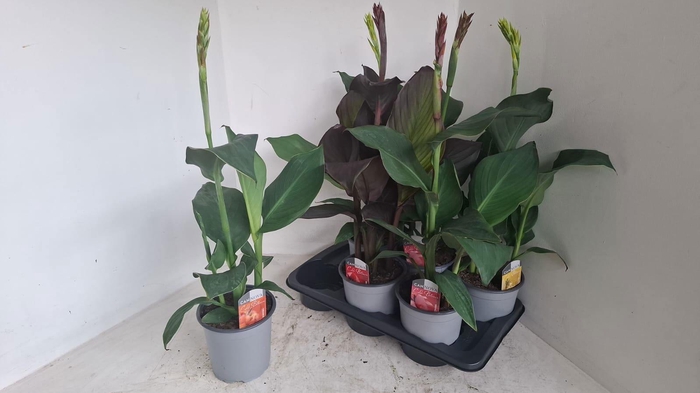 <h4>CANNA CANNOVA GEM</h4>