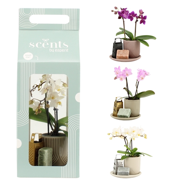 <h4>90619: Scents arrangement</h4>